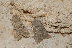 Pseudohadena cymatodes