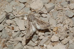 Pseudohadena striolata