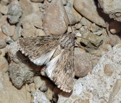 Scythocentropus scripturosa