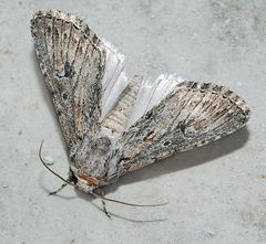 Scythocentropus scripturosa