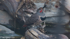 Colaptes auratus collaris