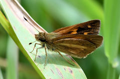 Poanes viator