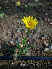 Crepis foetida