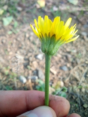 Crepis foetida