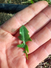 Crepis foetida