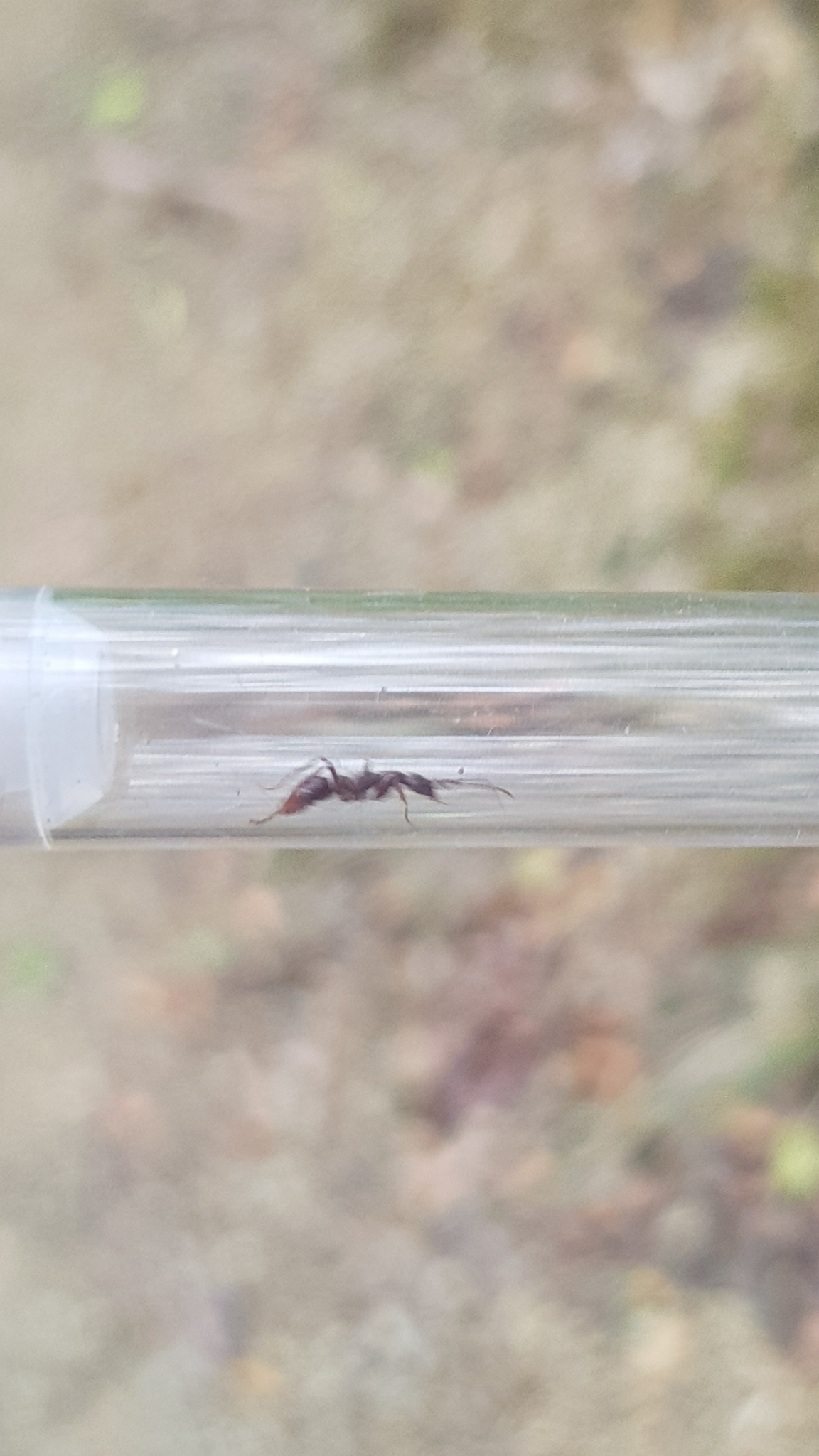 Leptogenys