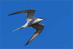 Sterna hirundo longipennis