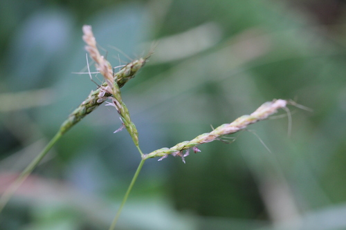 Image of Ischaemum ciliare by no rights reserved