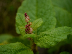 Koenigia rumicifolia