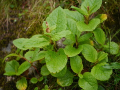 Koenigia rumicifolia