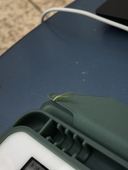 Chrysopa quadripunctata