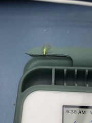 Chrysopa quadripunctata