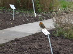 Erithacus rubecula
