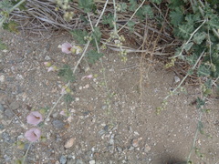 Sphaeralcea ambigua rosacea