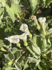 Ipomoea scopulorum