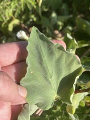 Ipomoea scopulorum
