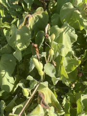 Ipomoea scopulorum