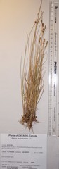 Carex heleonastes