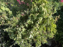 Ipomoea scopulorum