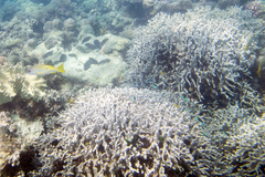 Porites cylindrica