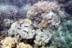 Porites cylindrica