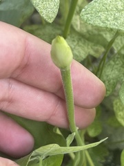 Ipomoea scopulorum