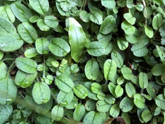 Trigonotis formosana elevatovenosa