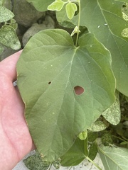 Ipomoea scopulorum