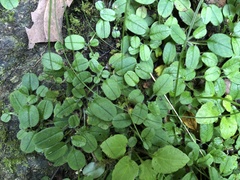 Trigonotis formosana elevatovenosa