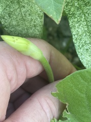 Ipomoea scopulorum
