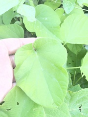 Ipomoea scopulorum