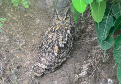 Bubo bengalensis