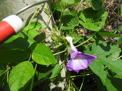 Ipomoea mitchelliae