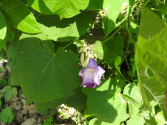 Ipomoea mitchelliae