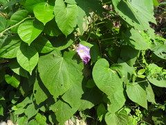 Ipomoea mitchelliae