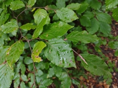 Fagus sylvatica