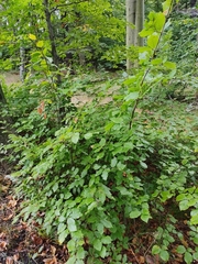 Fagus sylvatica