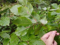 Fagus sylvatica