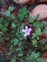 Geranium robertianum