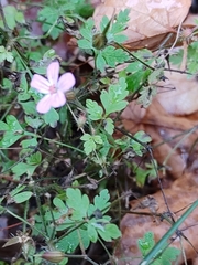 Geranium robertianum