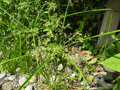 Cyperus ochraceus