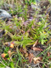 Silene foliosa