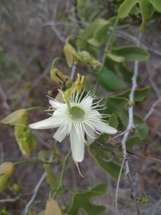 Passiflora recurva