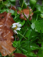 Bellis perennis