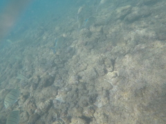 Caranx melampygus