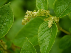 Koenigia rumicifolia