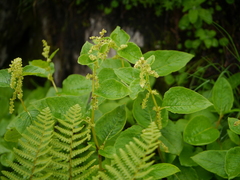 Koenigia rumicifolia