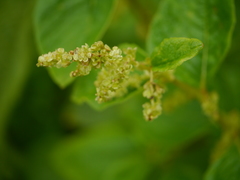 Koenigia rumicifolia
