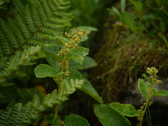 Koenigia rumicifolia