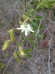 Passiflora recurva